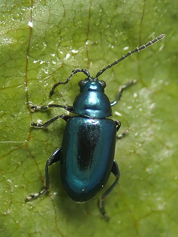Chrysomelidae: Altica aenescens ??...Altica sp.